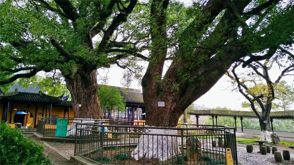 yantian-ancient-camphor-tree-in-wuyuan-scenic-area-1024x576-1 yantian-ancient-camphor-tree-in-wuyuan-scenic-area-1024x576-1
