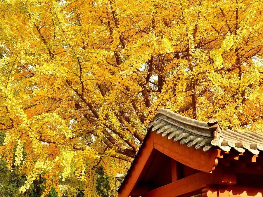 yaocan-pavilion-in-daimiao-temple yaocan-pavilion-in-daimiao-temple