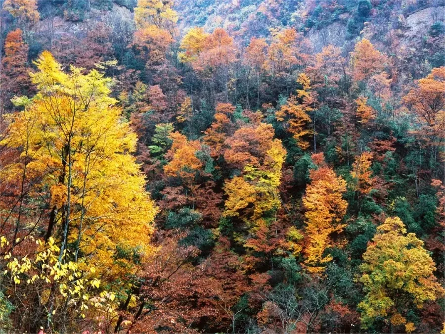 zhucao-valley-pristine-forest-in-dalaoling-national-forest-park-jpg zhucao-valley-pristine-forest-in-dalaoling-national-forest-park-jpg