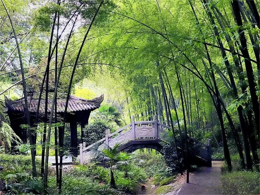 zhude-tea-house-in-tea-mountain-bamboo-sea-jpg zhude-tea-house-in-tea-mountain-bamboo-sea-jpg