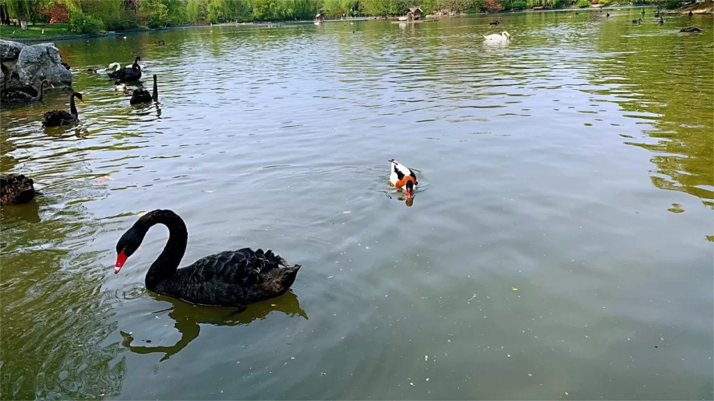 zhuyuwan-scenic-area-yangzhou-1024x576-2 zhuyuwan-scenic-area-yangzhou-1024x576-2