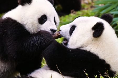 Panda and food tour in Chengdu on 2 Days